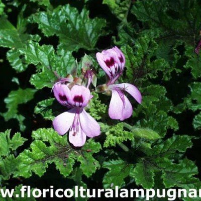 Pelargonium Royal Oak...