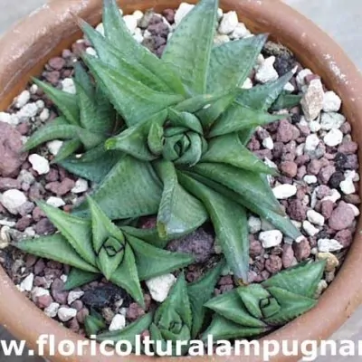 Haworthia Limifolia Keithii