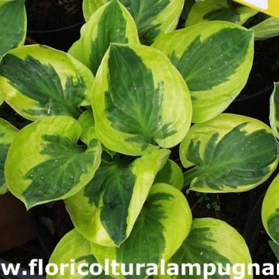 Hosta Brim cup