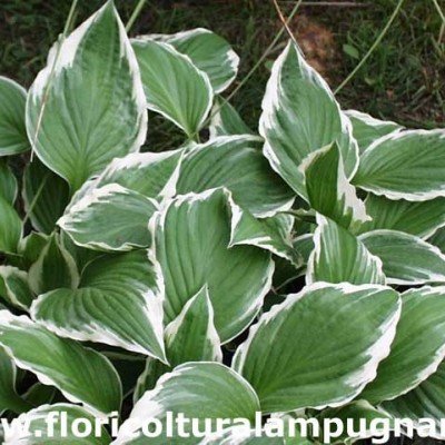 Hosta Crispula