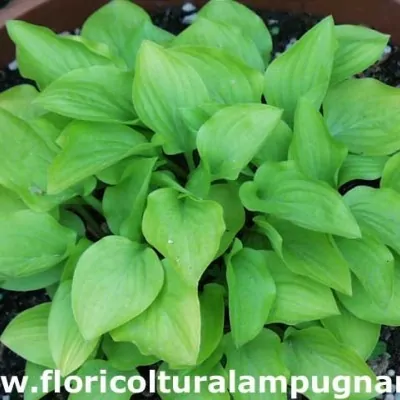 Hosta Pink Jewel