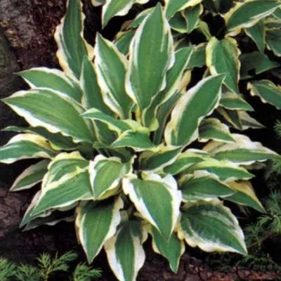 Hosta Ground Master