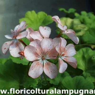 Pelargonium Gemma