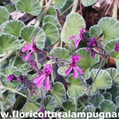 Pelargonium Reniforme