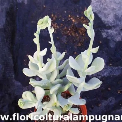 Sedum Allantoides