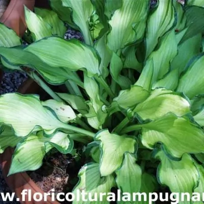 Hosta Janet Day