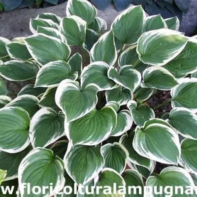 Hosta Diamond Tiara