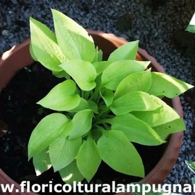 Hosta Little Aurora