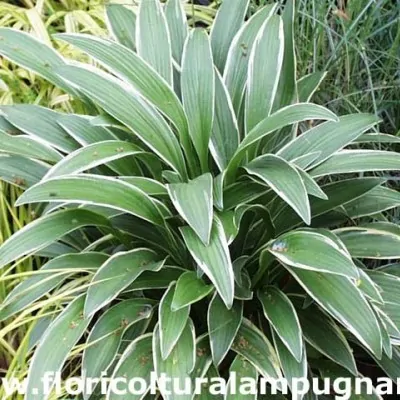 Hosta Rectifolia Chionea