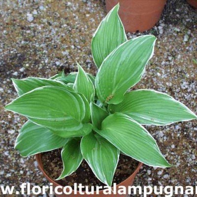 Hosta Mountain Snow