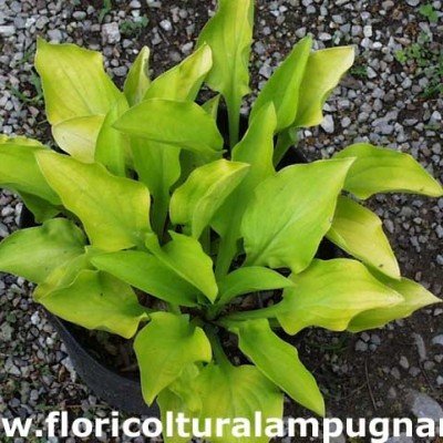 Hosta Pink Jewel