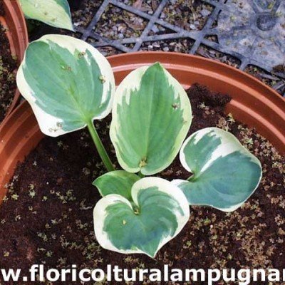 Hosta Snow Cap