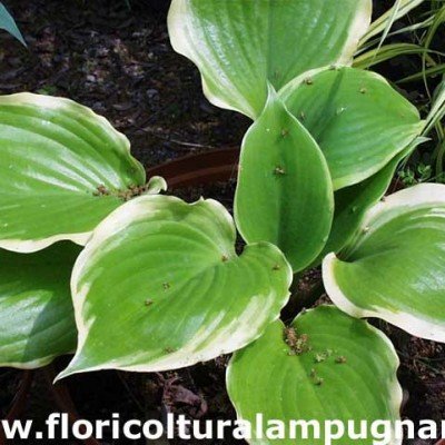 Hosta Winter Snow