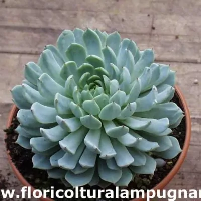 Echeveria Cuspidata v....