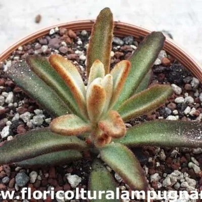 Kalanchoe Tomentosa