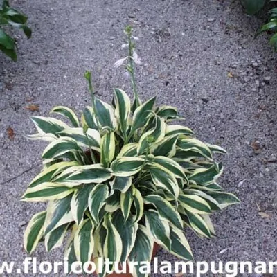 Hosta Wolverine