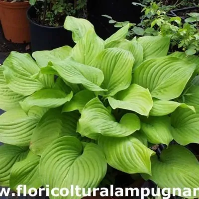 Hosta Fried Bananas