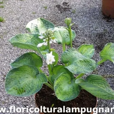 Hosta Blue bird