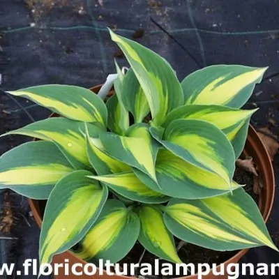 Hosta Paradise joyce