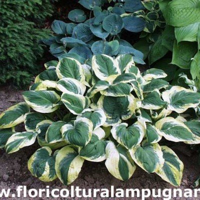 Hosta Carnival