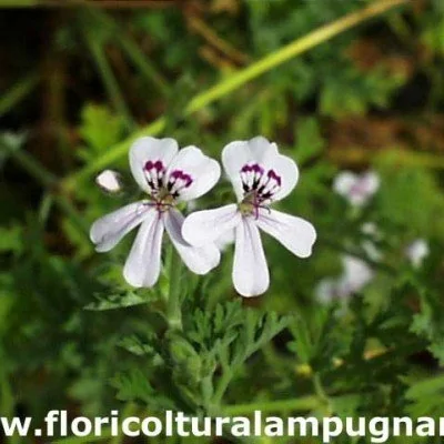 Pelargonium Blandfordianum