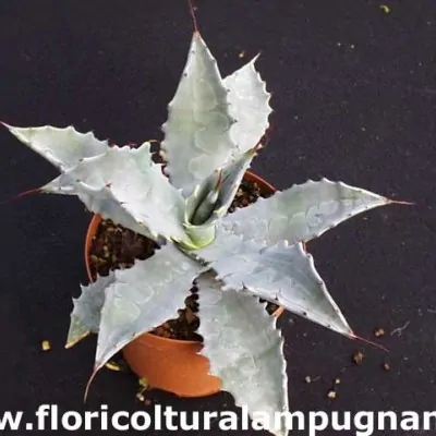 Agave Shrevei