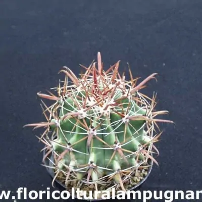 Ferocactus Santamaria