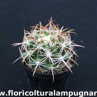 Ferocactus Viridescens S.Diego
