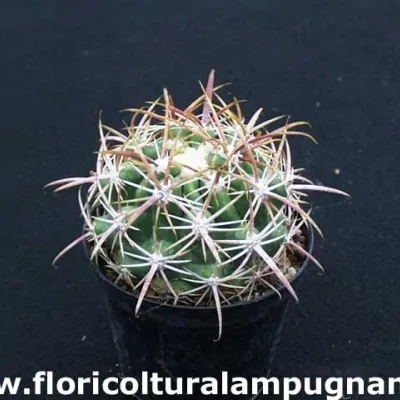 Ferocactus Viridescens