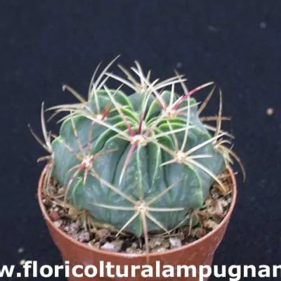 Ferocactus macrodiscus