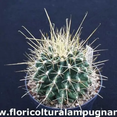 Ferocactus Longihamatus Giallo