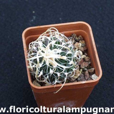 Echinofossulocactus...