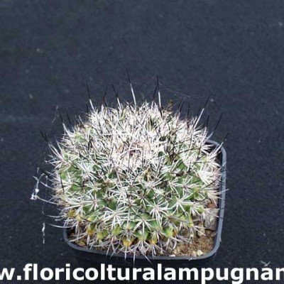 Mammillaria Mystax Tehuacan...