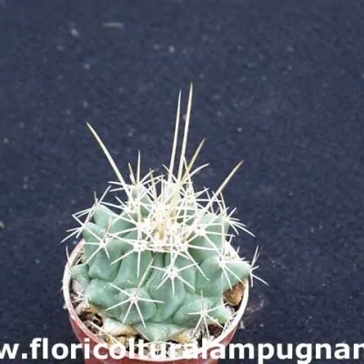 Thelocactus Conothele