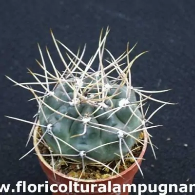 Gymnocalycium Gibbosum Nobile