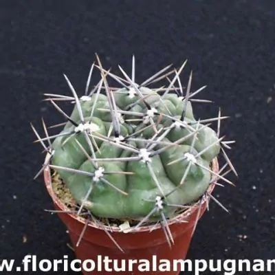 Gymnocalycium Gibbosum R 539