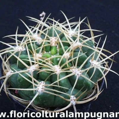 Gymnocalycium monvillei p....