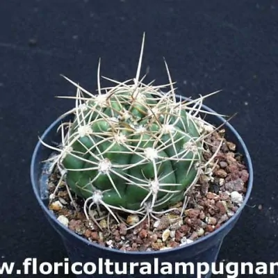 Gymnocalycium Denudatum