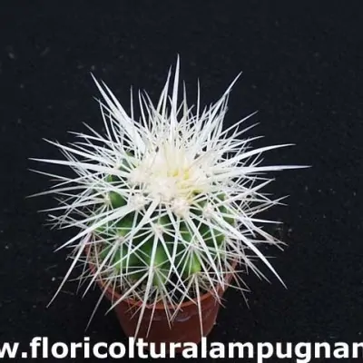 Echinocactus Grusonii v....