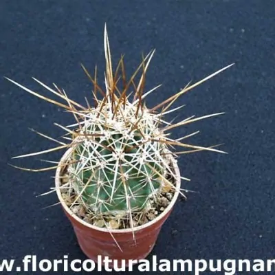 Echinocereus Engelmannii v....