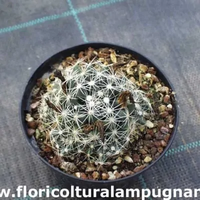 Mammillaria Sphaerica