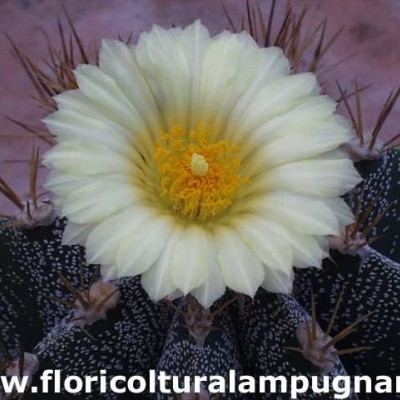 Astrophytum ornatum