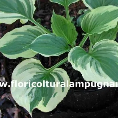 Hosta Ventricosa...