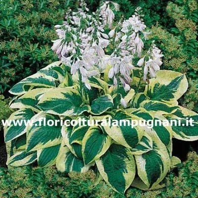 Hosta Wide Brim