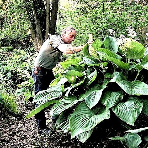 Hosta Empress wu