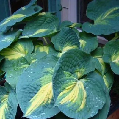 Hosta Dream Weaver