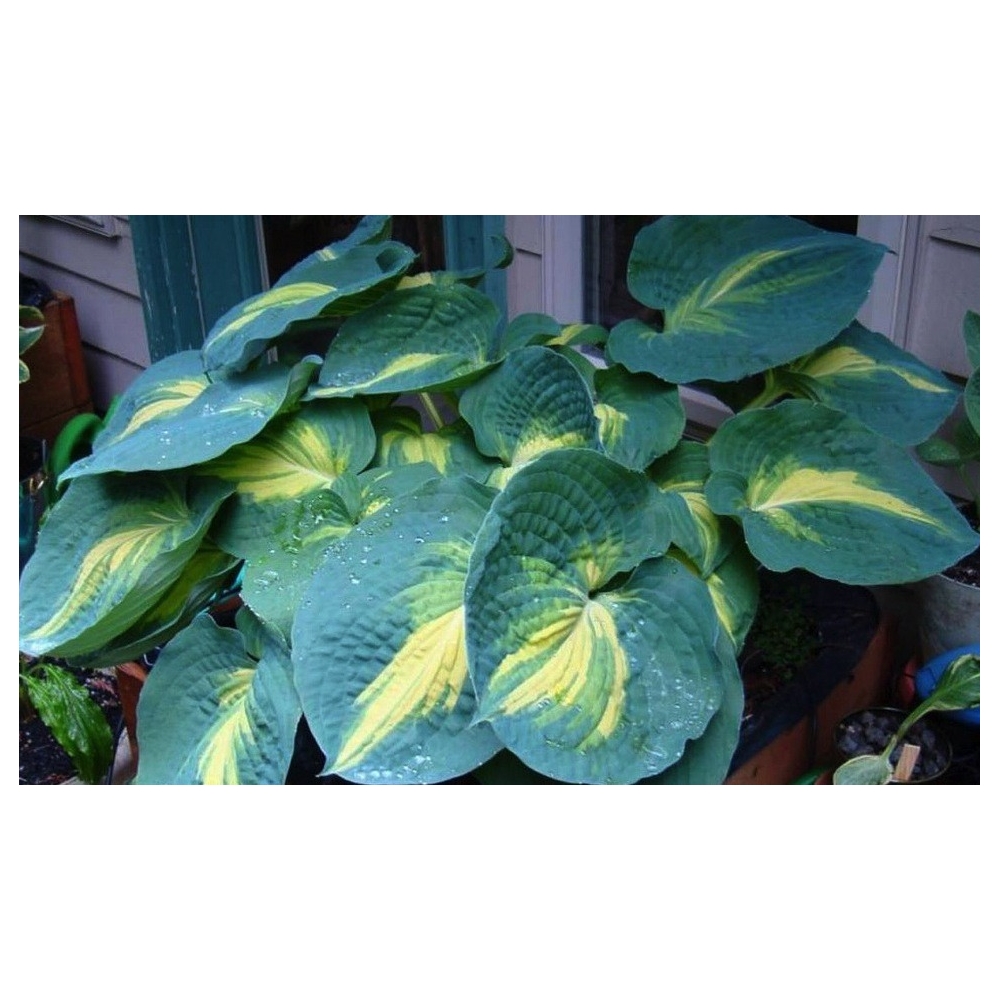 Hosta Dream Weaver