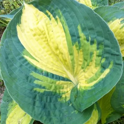 Hosta Dream Weaver