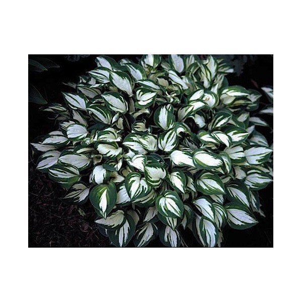 HOSTA PANDORA BOX