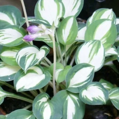 HOSTA PANDORA BOX